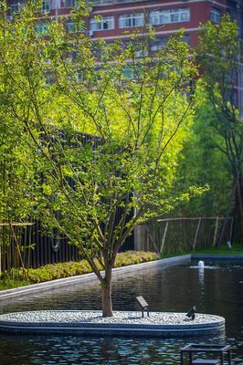 宜昌中心 展示区 简约 中式 禅意 种植池 水中种植池 砾石散铺 景观设计(SED新西林景观国际,受邀加入ASLA协会,拥有风景园林工程设计专项甲级,业务范围:酒店及度假设计、特色产业环境、商业地产设计、住宅及社区设计、城市概念规划、市政基础设施设计) (1)